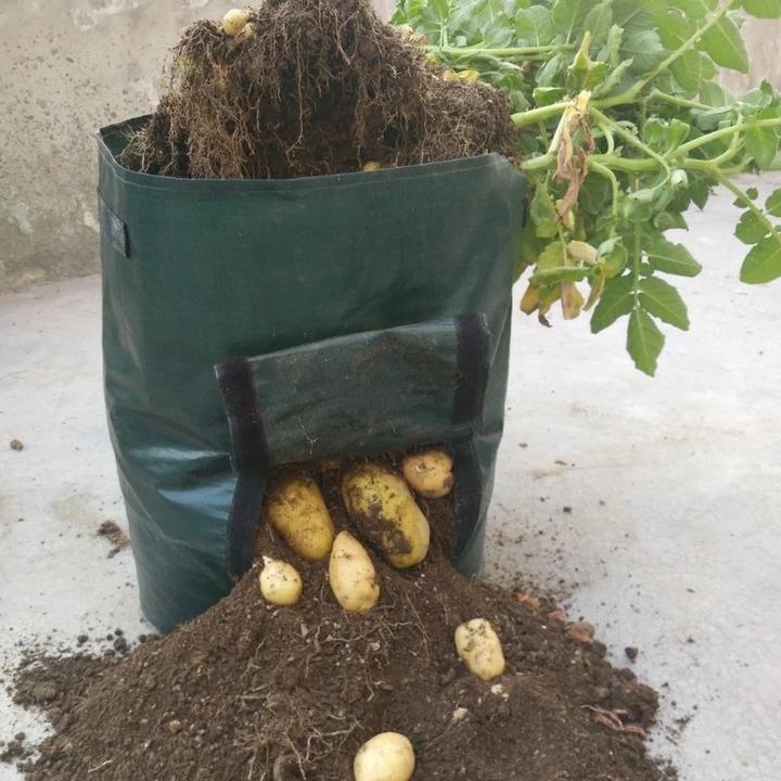 Kartoffel wachsen Container Tasche